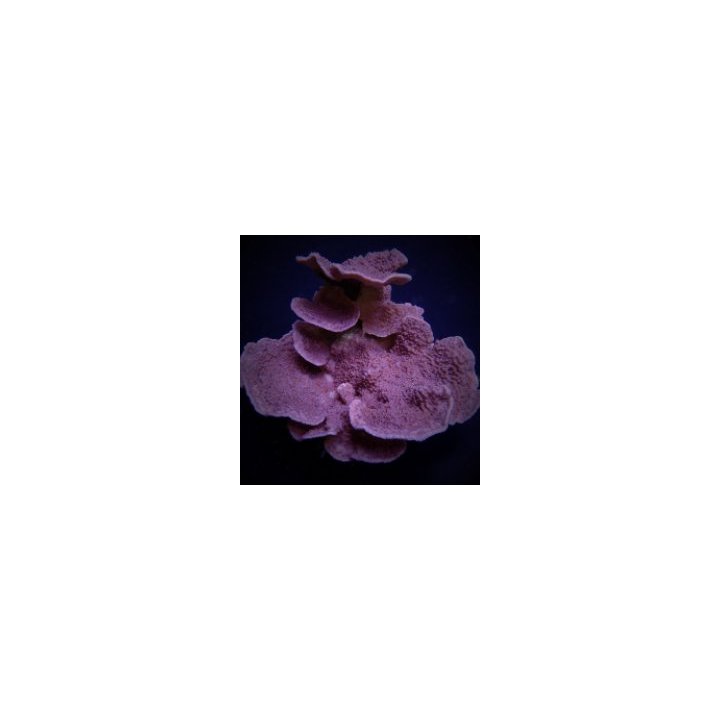 Montipora spp. (Laminar) (Purple-Blue) | SPS-kivikoralli | …