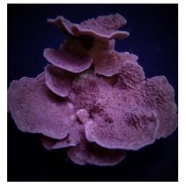 Montipora spp. (Laminar) (Purple-Blue) | SPS-kivikoralli | …