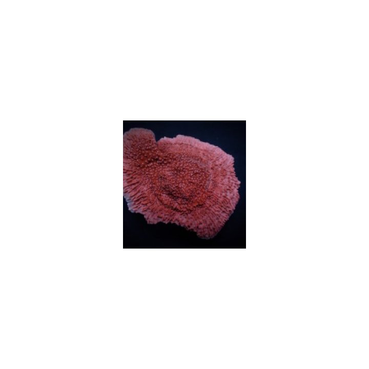 Montipora spp. (Snow Cap) | SPS-kivikoralli | Akvaariokeidas