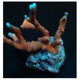 Montipora spp. (Branched) (Red polyp) | SPS-kivikoralli | A…
