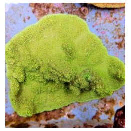 Montipora spp. (Premium) | SPS-kivikoralli | Akvaariokeidas
