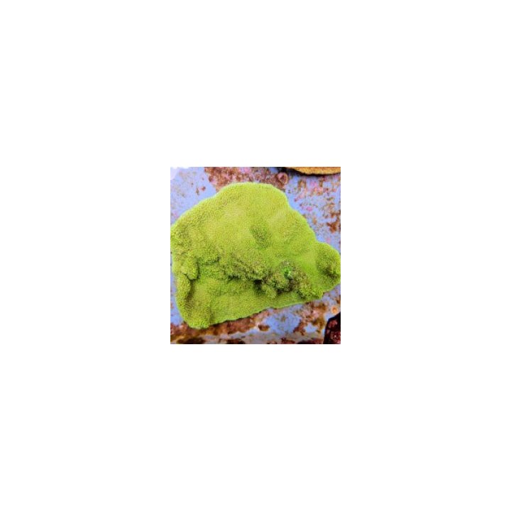 Montipora spp. (Premium) | SPS-kivikoralli | Akvaariokeidas
