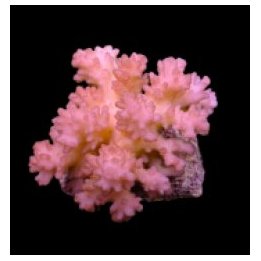 Pocillopora verrucosa (Pink) | SPS-kivikoralli | Akvaarioke…
