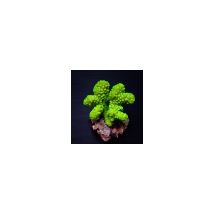Pocillopora verrucosa (Yellow-Green) | SPS-kivikoralli | Ak…