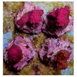 Pocillopora eydouxi (Pink) | SPS-kivikoralli | Akvaariokeid…