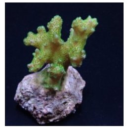 Pocillopora damicornis (Yellow-Green) | SPS-kivikoralli | A…