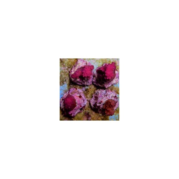 Pocillopora eydouxi (Pink) | SPS-kivikoralli | Akvaariokeid…
