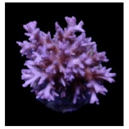 Pocillopora acuta | SPS-kivikoralli | Akvaariokeidas