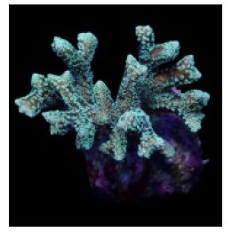 Seriatopora guttatus (Green) | SPS-kivikoralli | Akvaarioke…