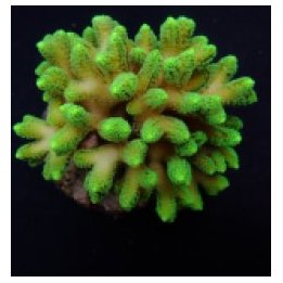 Seriatopora caliendrum (Green) | SPS-kivikoralli | Akvaario…