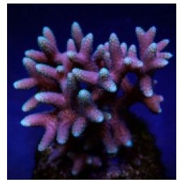 Seriatopora caliendrum (Pink) (Fiji/Tonga) | SPS-kivikorall…