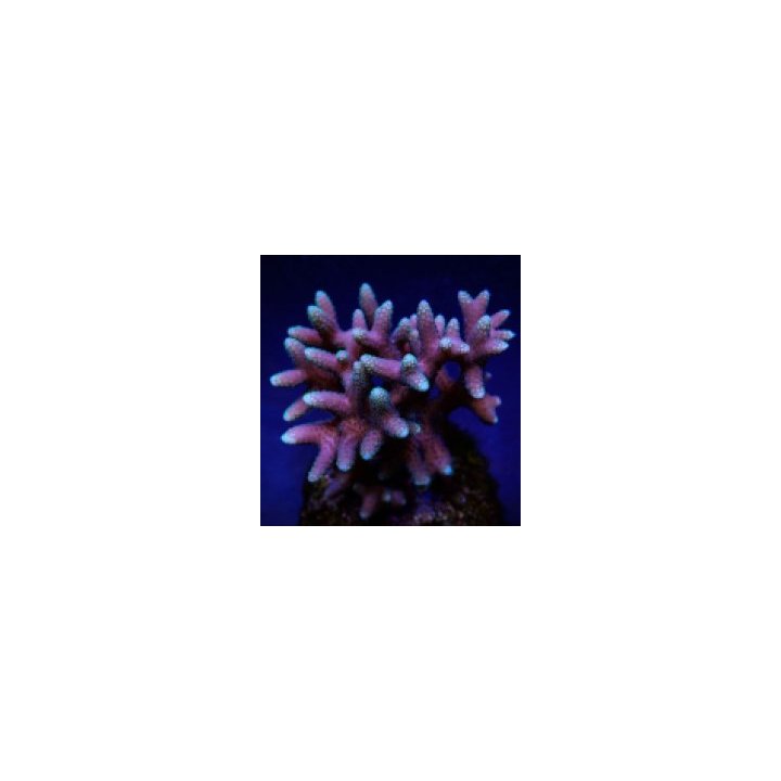 Seriatopora caliendrum (Pink) (Fiji/Tonga) | SPS-kivikorall…