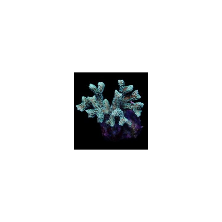 Seriatopora guttatus (Green) | SPS-kivikoralli | Akvaarioke…