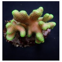 Stylophora pistillata (Green polyp) | SPS-kivikoralli | Akv…