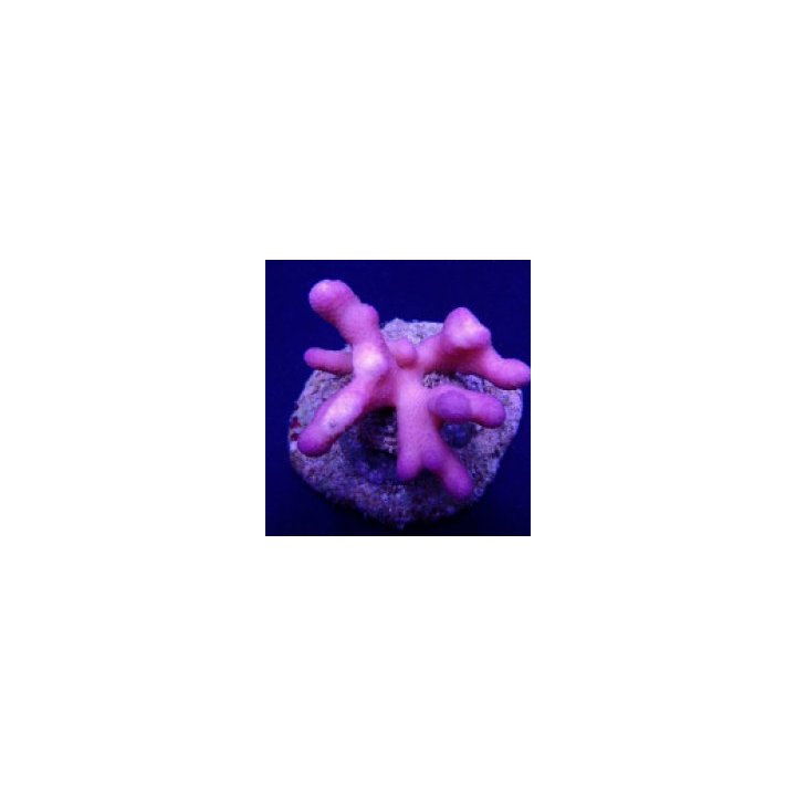 Stylophora pistillata (Pink) (Tonga) | SPS-kivikoralli | Ak…