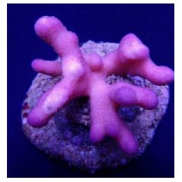 Stylophora pistillata (Pink) (Tonga) | SPS-kivikoralli | Ak…
