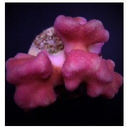 Stylophora pistillata (Pink) | SPS-kivikoralli | Akvaarioke…