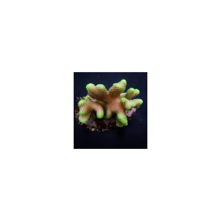 Stylophora pistillata (Green polyp) | SPS-kivikoralli | Akv…