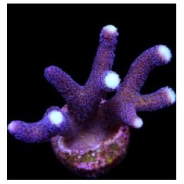 Stylophora pistillata (Milka) | SPS-kivikoralli | Akvaariok…