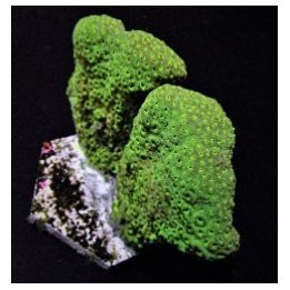 Pavona maldivensis (Green) | LPS-kivikoralli | Akvaariokeid…