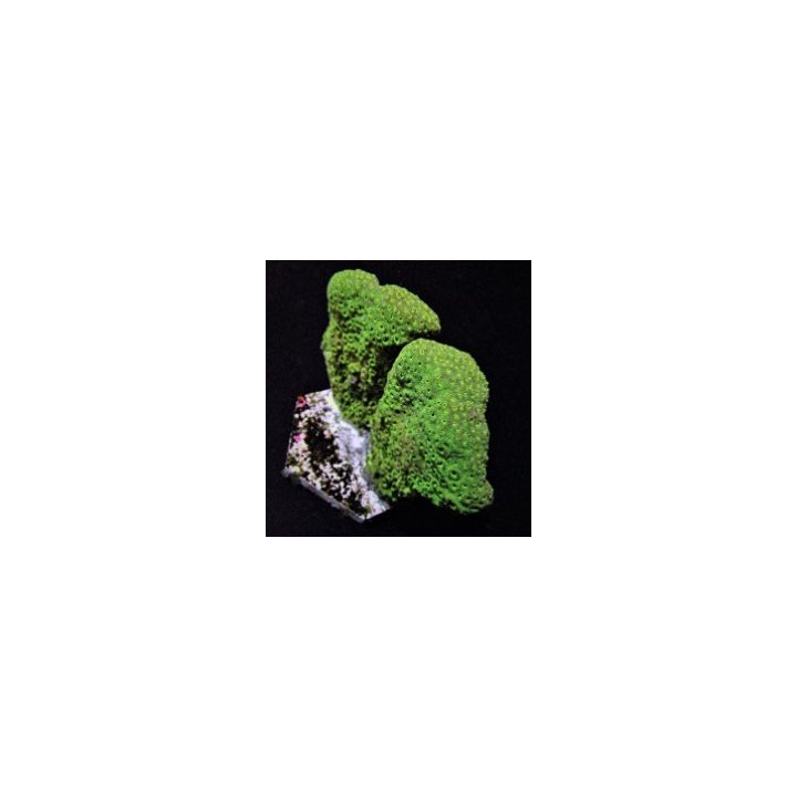Pavona maldivensis (Green) | LPS-kivikoralli | Akvaariokeid…