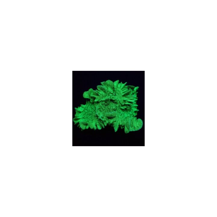 Pavona explanulata | LPS-kivikoralli | Akvaariokeidas