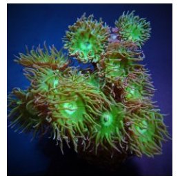 Duncanopsammia axifuga (26-30 polpys) | LPS-kivikoralli | A…