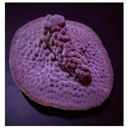 Turbinaria reniformis | LPS-kivikoralli | Akvaariokeidas