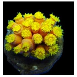 Tubastraea faulkneri (Yellow) | LPS-kivikoralli | Akvaariok…