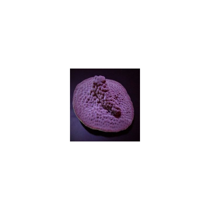Turbinaria reniformis | LPS-kivikoralli | Akvaariokeidas