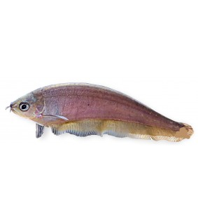 Teräkala - Xenomystus nigri