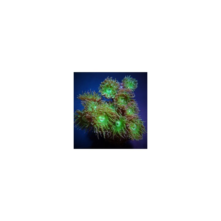 Duncanopsammia axifuga (36-40 polpys) | LPS-kivikoralli | A…