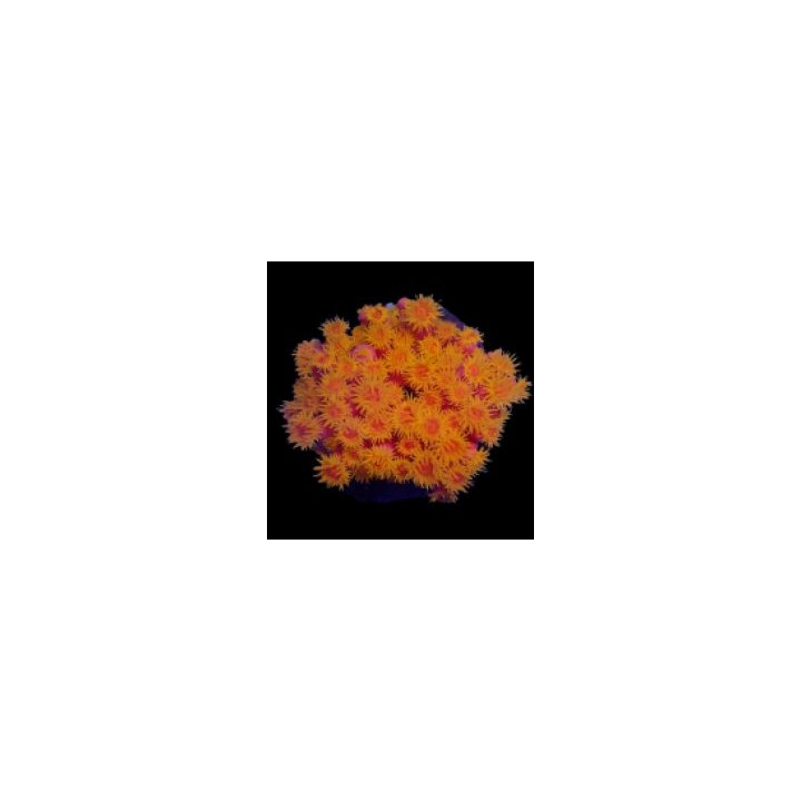 Tubastraea faulkneri (Orange) | LPS-kivikoralli | Akvaariok…