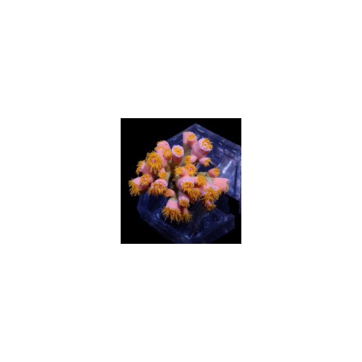 Dendrophyllia spp. (+/- 15-19 polyps) | LPS-kivikoralli | A…