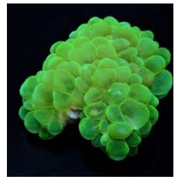 Plerogyra sinuosa (Green) | LPS-kivikoralli | Akvaariokeidas
