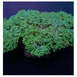 Physogyra lichtensteini (Green) | LPS-kivikoralli | Akvaari…