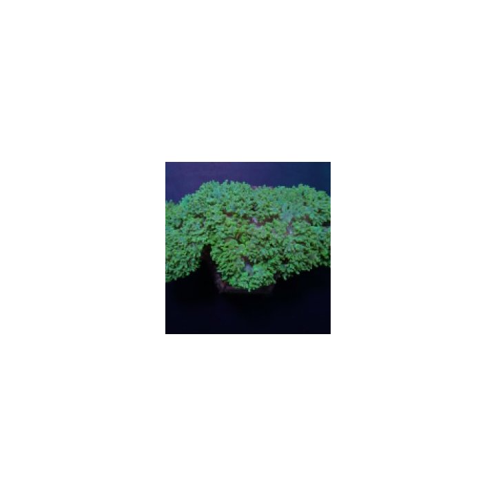 Physogyra lichtensteini (Green) | LPS-kivikoralli | Akvaari…