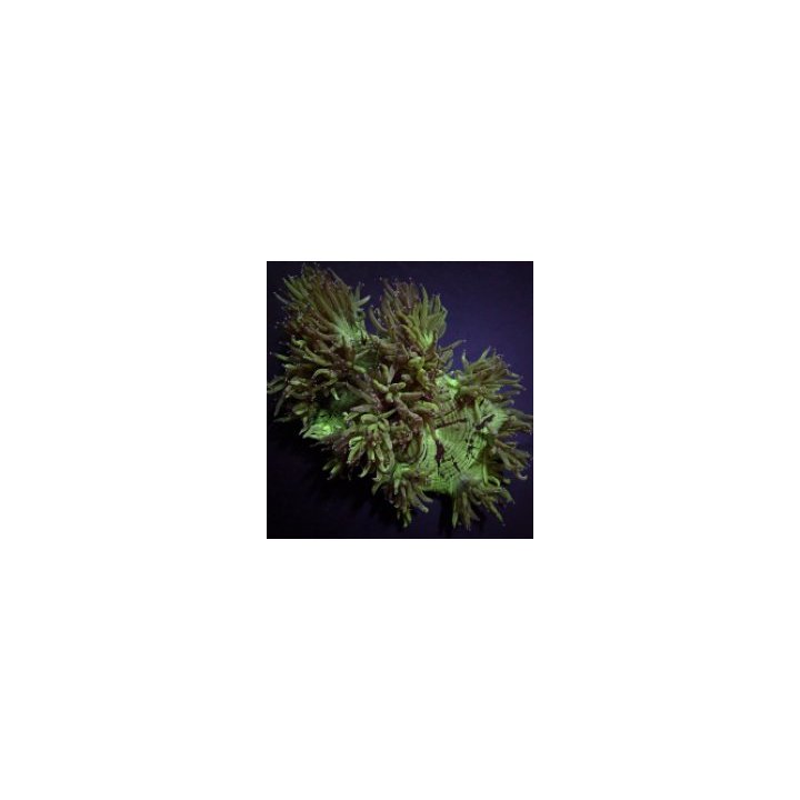 Catalaphyllia jardinei | LPS-kivikoralli | Akvaariokeidas