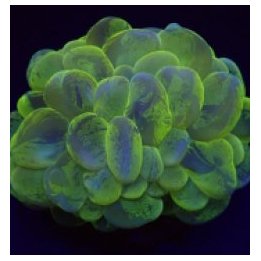 Plerogyra sinuosa (Splotched) | LPS-kivikoralli | Akvaariok…