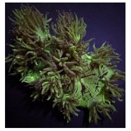 Catalaphyllia jardinei (Premium) | LPS-kivikoralli | Akvaar…