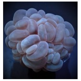 Plerogyra sinuosa | LPS-kivikoralli | Akvaariokeidas