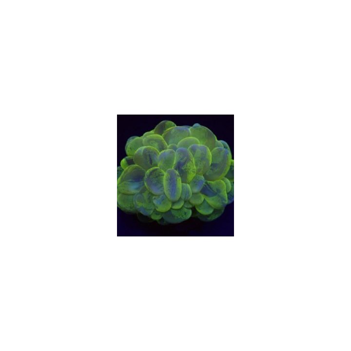 Plerogyra sinuosa (Splotched) | LPS-kivikoralli | Akvaariok…
