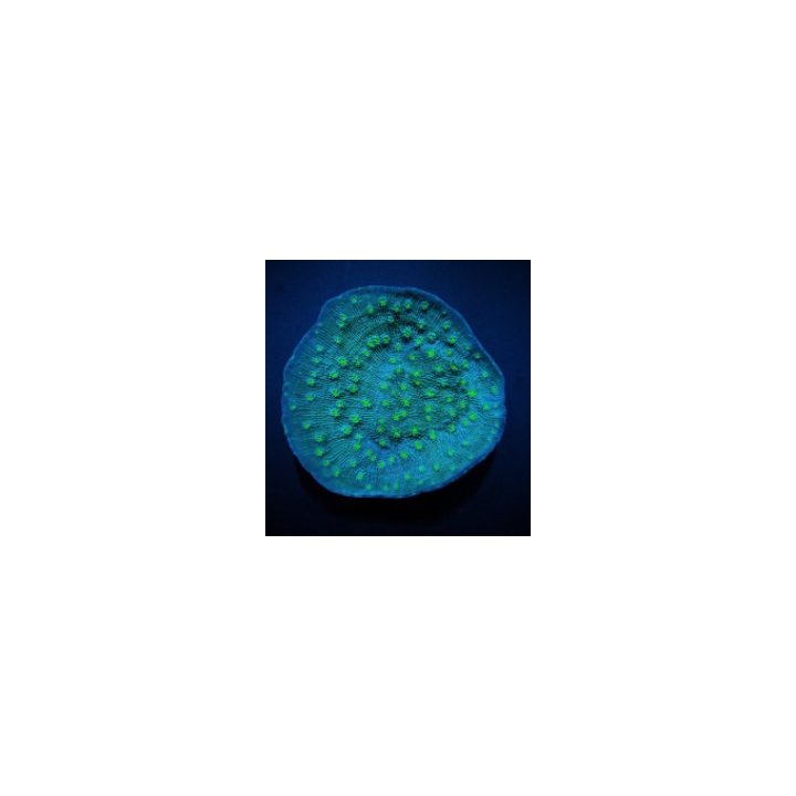 Echinopora lamellosa (Premium) | LPS-kivikoralli | Akvaario…
