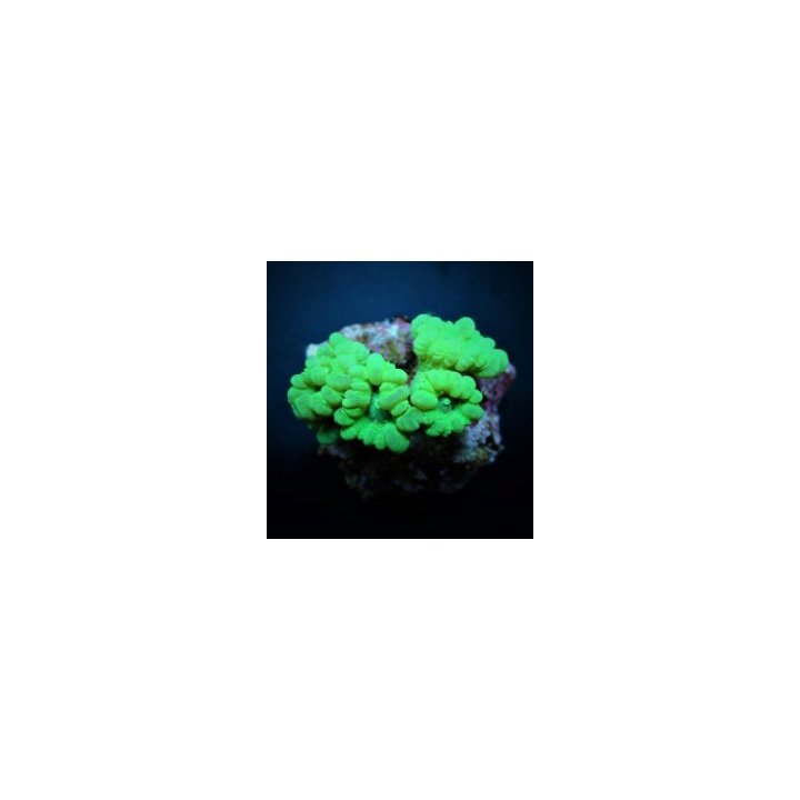 Caulastraea curvata (Green) | LPS-kivikoralli | Akvaariokei…
