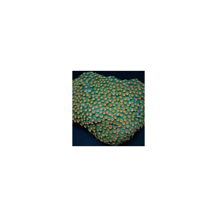 Cyphastrea spp. (Ultra) | LPS-kivikoralli | Akvaariokeidas
