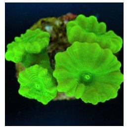 Caulastraea curvata (Green) (Ultra) | LPS-kivikoralli | Akv…