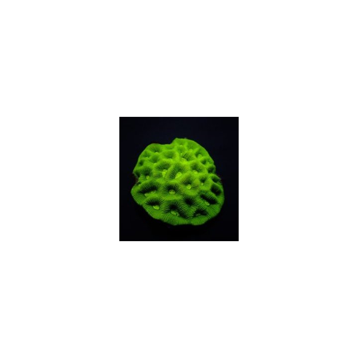 Goniastrea spp. (Premium) | LPS-kivikoralli | Akvaariokeidas