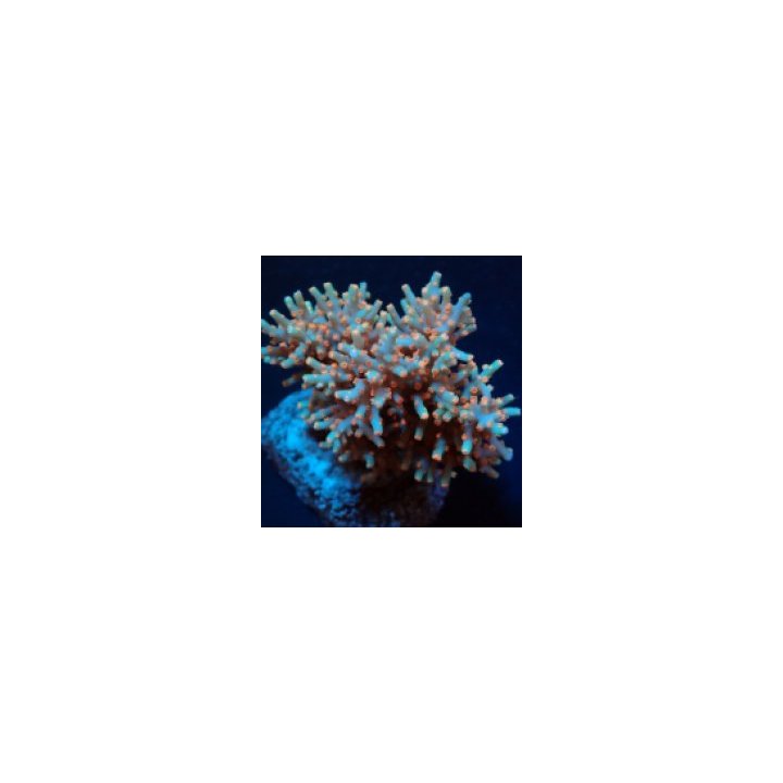Cyphastrea decadia | LPS-kivikoralli | Akvaariokeidas