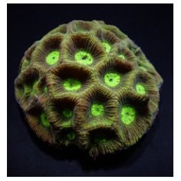 Goniastrea spp. (Green) | LPS-kivikoralli | Akvaariokeidas