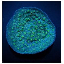 Echinopora lamellosa (Premium) | LPS-kivikoralli | Akvaario…